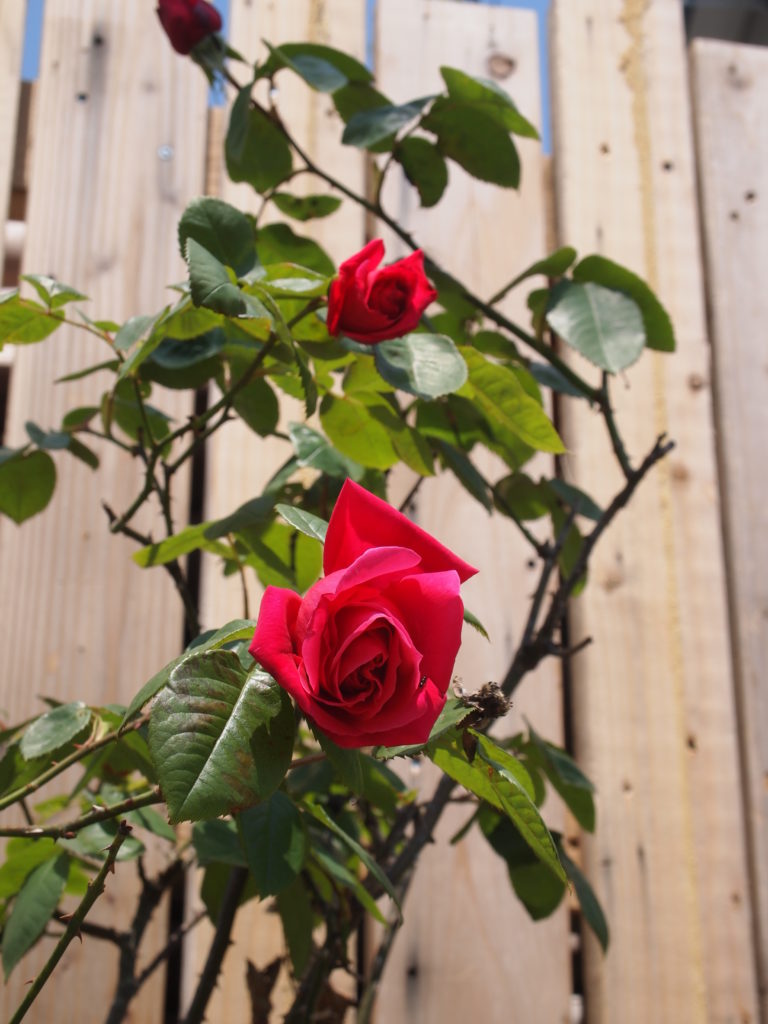 Community Garden Rose