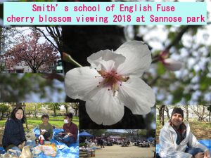 cherry blossom viewing and happy people at Hanami picnic in Fuse